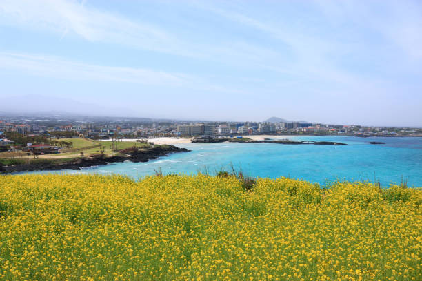 istock Hamdeok Beach, West Wu Bong, wildflower, flower, beach, 1155361988