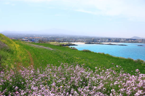 istock Hamdeok Beach, West Wu Bong, wildflower, flower, beach, 1155362428
