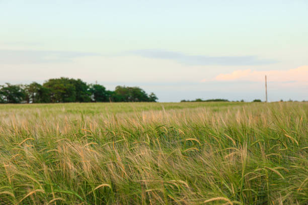 istock Green barley field against sky, space for text. Agriculture 1155364058