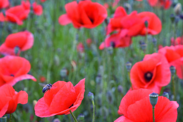 istock red poppy flowers 1155366051