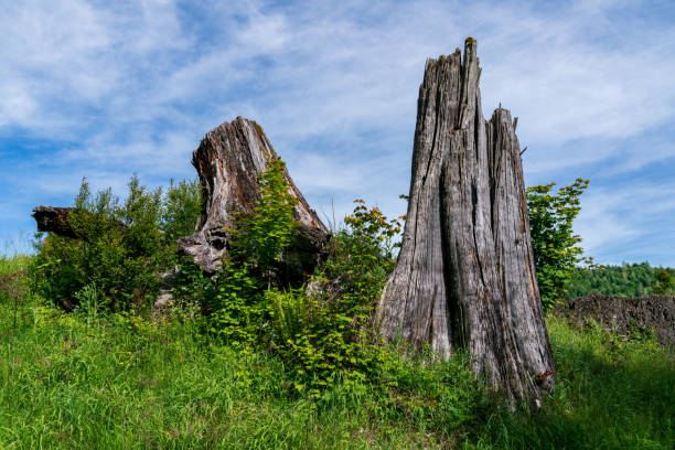 Tree Stumps Above Coldwater Lake, Mount Saint Helens