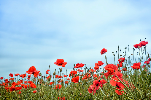 Red poppy flowers in an agricultural field with cloudy sky as a copy space.