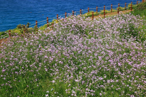 istock Hamdeok Beach, West Wu Bong, wildflower, flower, beach, 1155368153