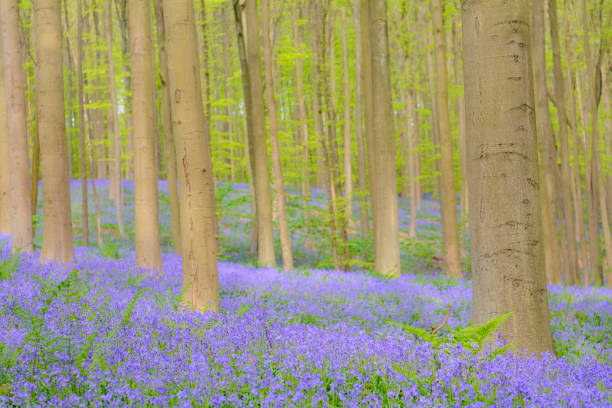 istock Bluebell flowers in a Beech tree forest during a springtime morning 1155368258