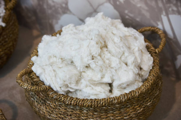 istock Picked white fluffy organic cotton in wicker basket, close-up 1155369568