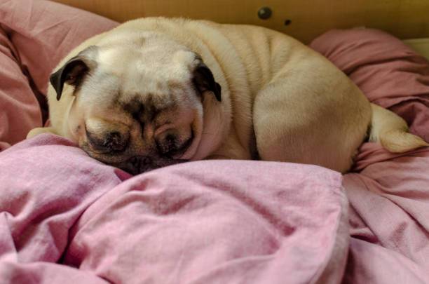 istock cute dog breed pug 