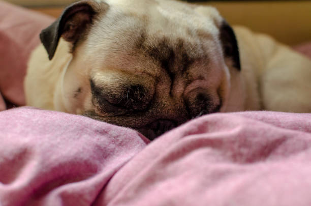istock cute dog breed pug 