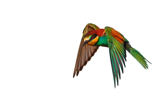 istock beautiful colorful bird in flight isolated on white background 1155371433