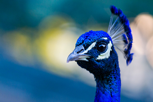Indian National Bird Peacock is one of the most magnificent birds.
