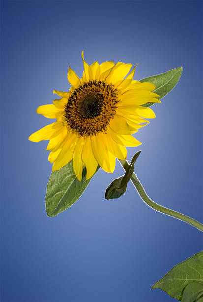 Sunflower stock photo