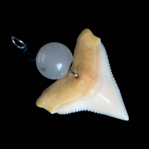 istock Shark tooth jewelry 1155376362