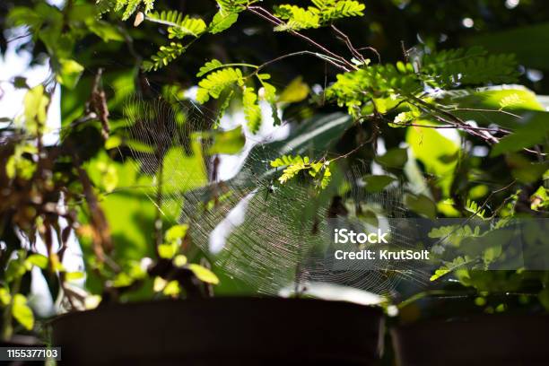 Industrious Spider Had Spun An Amazing Web Stock Photo - Download Image Now - Abstract, Animal, Bali