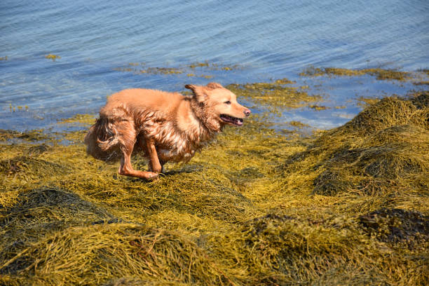 Duck tolling retriever dog running over a bed of seaweed.