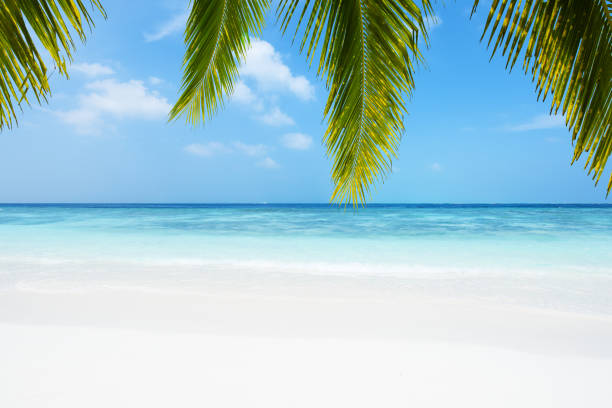 istock Tropical paradise beach with palm leaves 1155377973