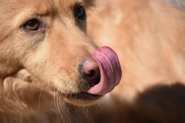 istock Close Up Toller Dog With a Sweet Face 1155378197