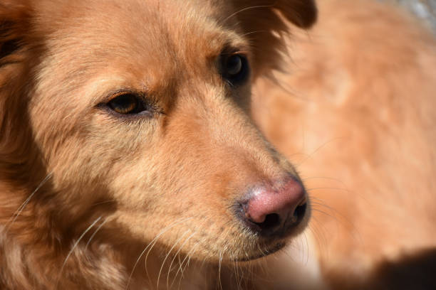 istock Close Up Toller Dog With a Sweet Face 1155378294