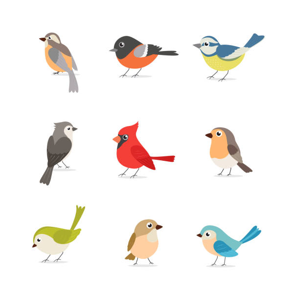 ilustraciones, imágenes clip art, dibujos animados e iconos de stock de conjunto de coloridas aves aisladas sobre fondo blanco - aves