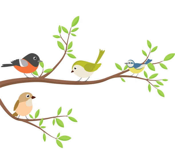 ilustraciones, imágenes clip art, dibujos animados e iconos de stock de pájaros lindos con rama de árbol - rama