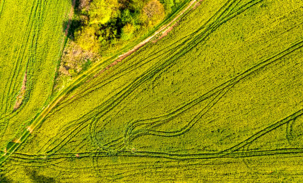 istock the agricultural field 1155378847