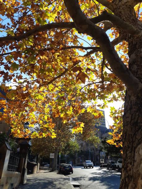 istock City in autumn 1155380039