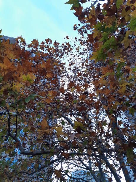 istock City in autumn 1155380289