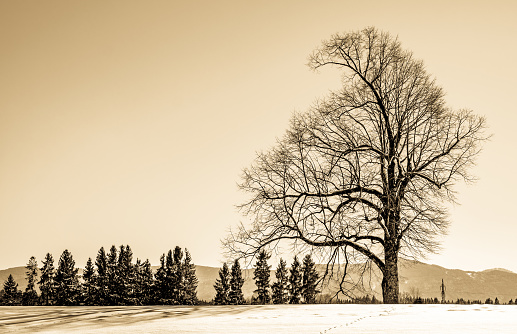 bavarian landscape in winter - european alps