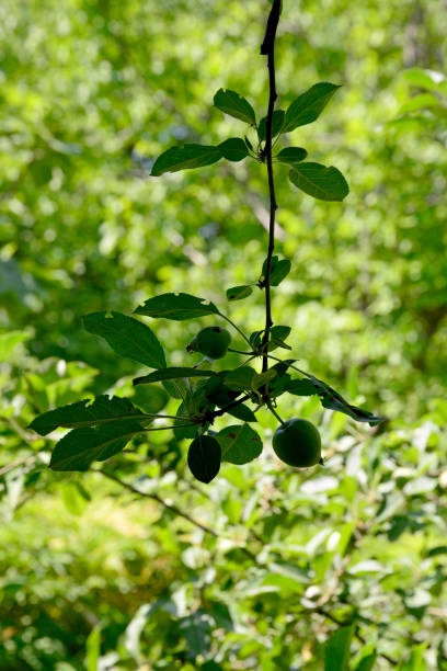 istock green apples and leaves 1155381574
