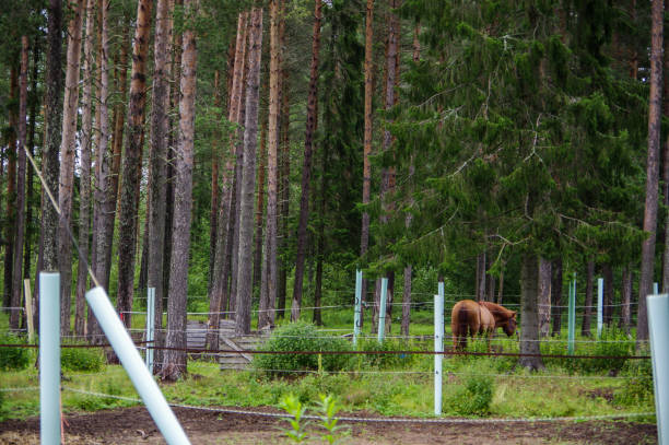 Brown horse is walking in nature.\nGerman Countryside.