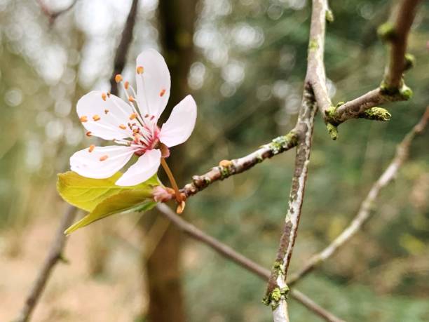 Close-Up Of Cherry Blossom On Tree