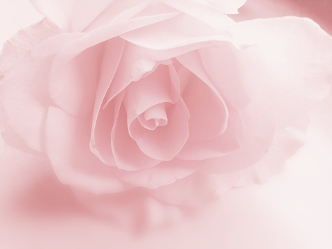 Pink rose flower background - faded pastel close-up image of petals in soft blurred dreamy style