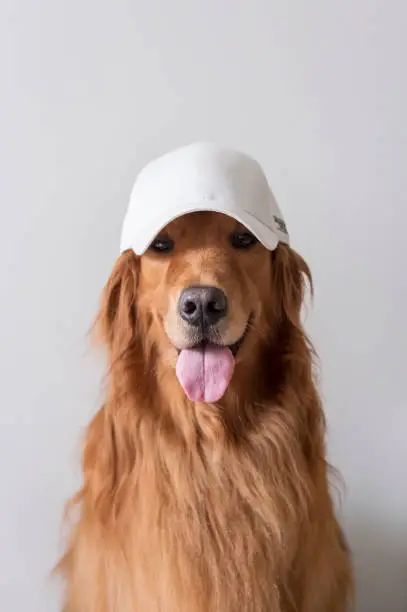 Photo of Cute golden retriever wearing a baseball cap
