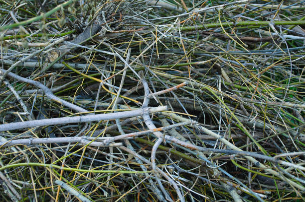 istock Background of scattered tree branches. Close-up. 1155385245