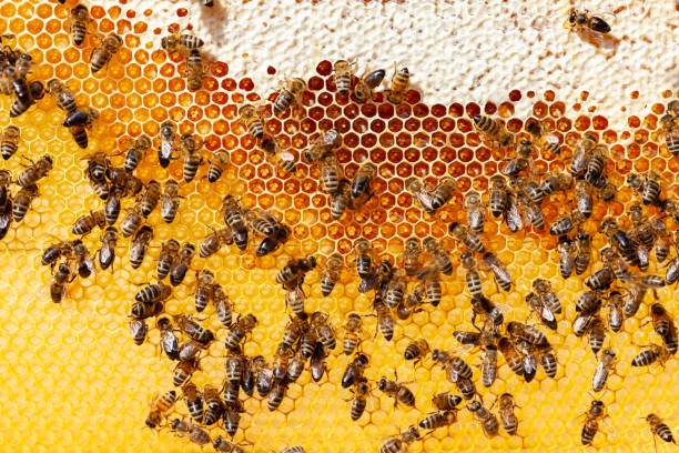 Bees on honeycomb Bee honeycombs with honey and bees. Apiculture honeycomb pattern photos stock pictures, royalty-free photos & images