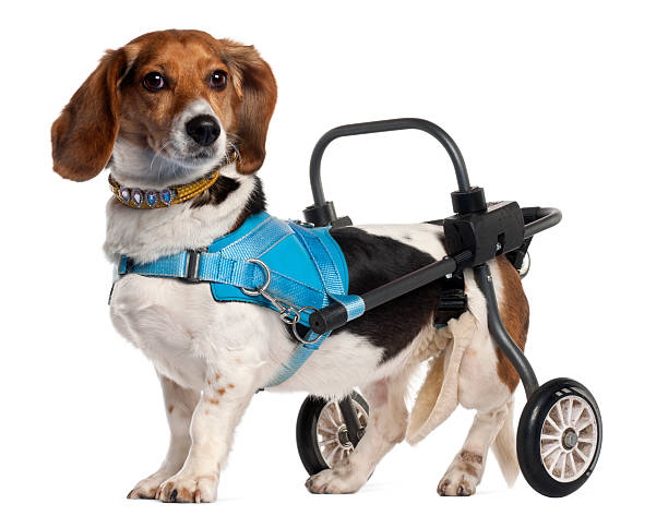 istock Paralyzed handicapped Mixed-Breed Dog, white background. 115538843