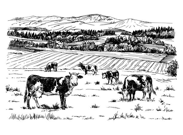 Cows grazing on meadow. Hand drawn illustration. Cows grazing on meadow. Hand drawn illustration. cow drawings stock illustrations