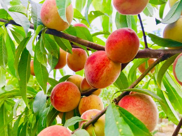 istock Ripe peach in the farm 1155391400