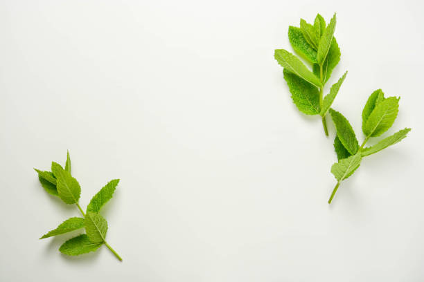 istock Mint leaves on a white background. Summer cocktail ingredients. 1155391516