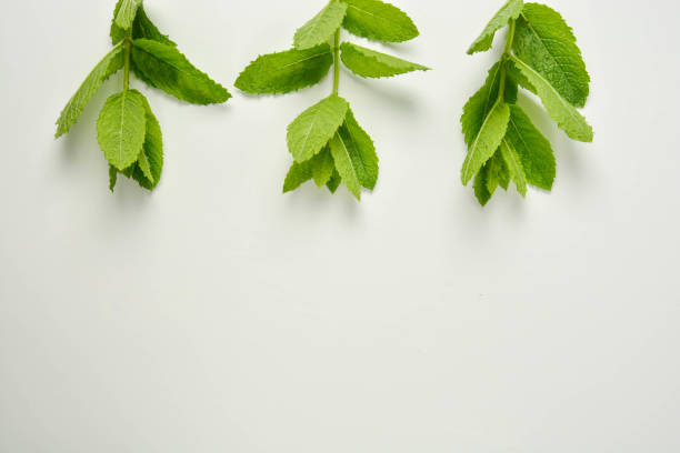istock Mint leaves on a white background. Summer cocktail ingredients. 1155391545