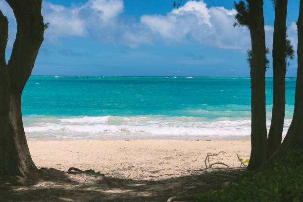 vista de la playa beatiful con agua turquesa entre dos árboles en waimanalo - oahu water sand beach fotografías e imágenes de stock