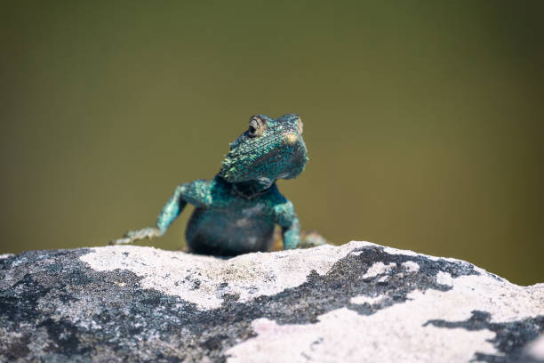 istock Small agama lizard on a rock in Cape Town, South Africa 1155392305