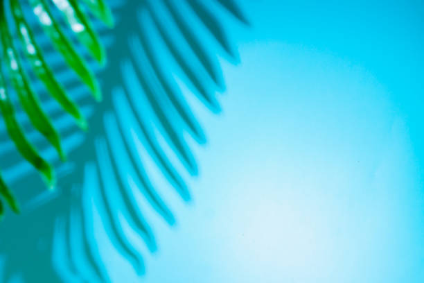 istock Abstract background of shadows palm leaves on trendy neon blue backdrop in backlight. Creative concept. 1155392345