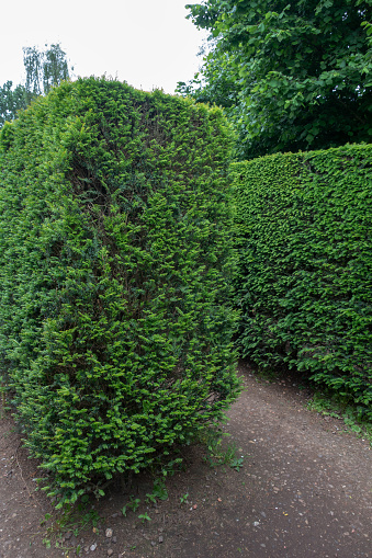 Hedge maze in Amstel Public Park in Amsterdam