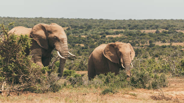 elefante adulto y elefante bebé caminando juntos en el parque nacional addo, sudáfrica - south africa addo animal elephant fotografías e imágenes de stock