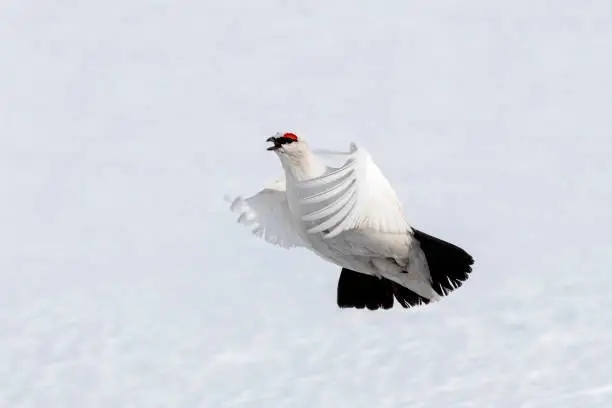 Adult male Svalbard rock ptarmigan. This is a rare, territorial bird that fiercely protects an area of approximately one square kilometre. This bird is in flight against a background of snow.