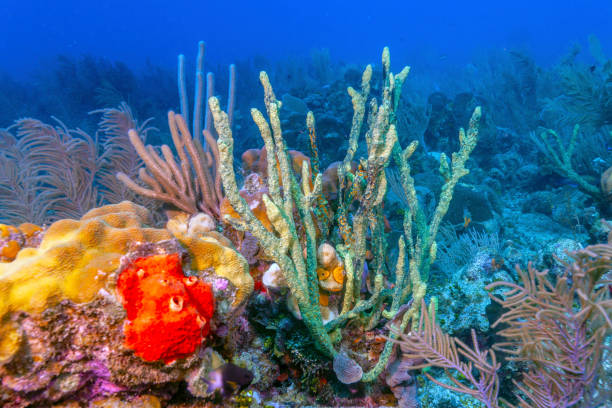 istock Coral garden in Caribbean 1155393965
