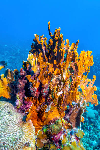 istock Coral garden in Caribbean 1155394204