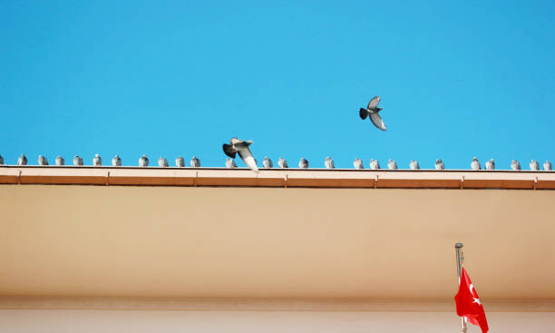 istock Pigeons on the Roof and Turkish Flag 1155394519