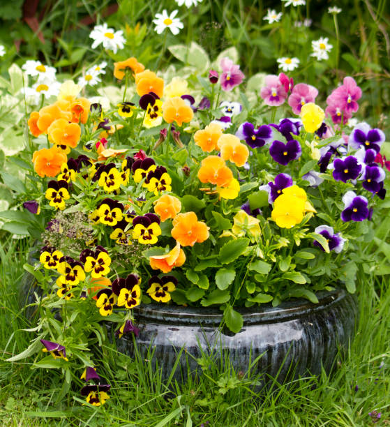 istock Pansies in a black flower pot 1155394526