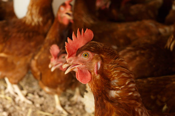 istock hen in henhouse farm. 1155395721