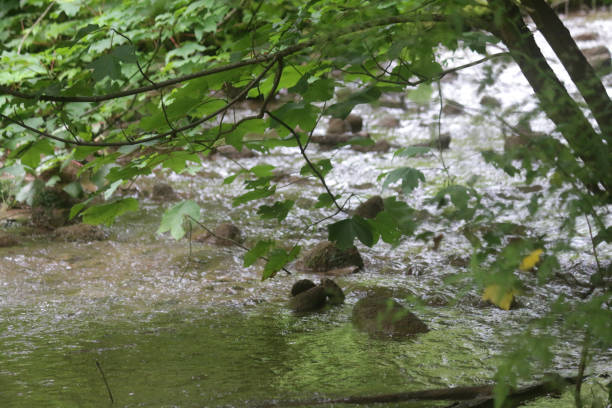 Stock photo of English countryside scene in spring woodland walk with gentle river stream flowing over rocks as mini river rapids water splashing beneath sycamore trees, branches and wild flowers, rich in wildlife and wild birds, Southwest England, UK imagen de la escena del campo inglés en el bosque de primavera caminar con suave arroyo que fluye sobre las rocas como mini río rápidos agua salpicando debajo de árboles de sicómoro, ramas y flores silvestres, rica en fauna silvestre y aves silvestres